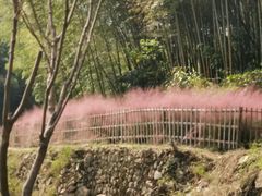 -宁波浙东大竹海景区