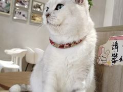 -藏猫猫咖啡主题馆(中央大道店)