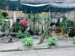 -西双版纳傣族园