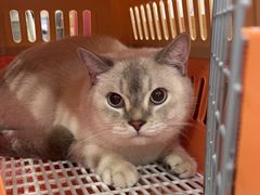 -瑞派长江宠物医院·猫科·外科·24小时夜护(谊城公寓分院)