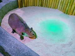 -萌宠奇缘