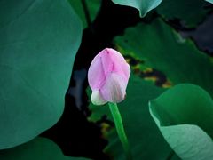 -羊亭河湿地公园