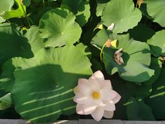 -莲花池公园