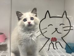 -lincat·猫舍(广州店)