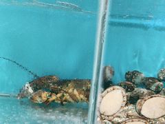 -王大厨·海鲜·家常菜