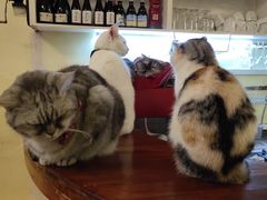 -猫色咖啡·猫咖