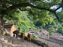 -杨家堂村