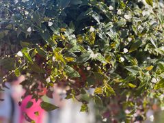 -国家植物园