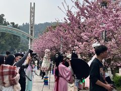 -南山植物园