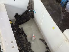 -白沙洲农产品大市场-海鲜交易区