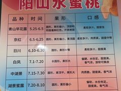 -老袁家蜜桃农场·阳山水蜜桃