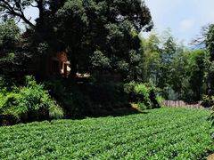 -杨家堂村