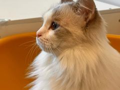 -有喵·猫咖·狗咖·40+猫狗有小奶狗(岗厦店)