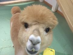-藦茜花园宠物主题亲子互动体验馆(国顺东路店)