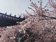 -桃花堤公园