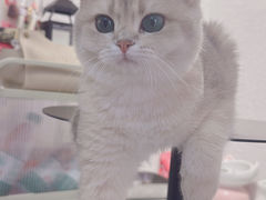 -琪喵猫屋·撸猫猫咖·猫舍