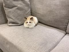 -宠爱国际动物医院·消化内科·心肾内科·ISFM猫友好(望京店)