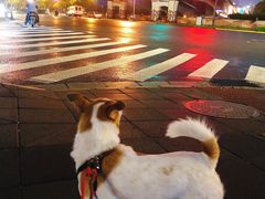 -PETKIT小佩宠物(古北店)