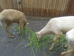 -北京鹿世界主题园