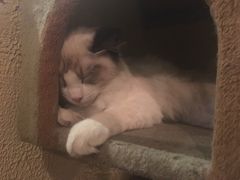 -猫小院猫主题咖啡厅(北锣店)