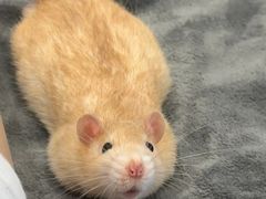 -酷以爬仙阁实体爬宠店·守宫·蜥蜴·专业繁育