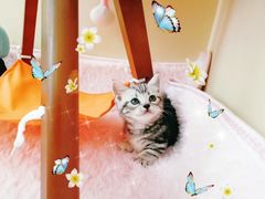-十年猫舍·猫咪专门店(普陀店)