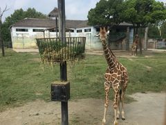 -上海野生动物园老虎餐厅
