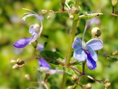 -广州市白云山风景名胜区