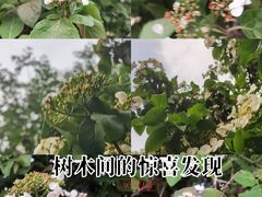 -中央公园(苏州工业园区)