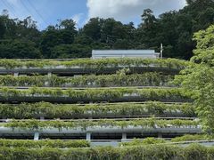-深圳仙湖植物园
