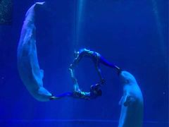 -芜湖新华联大白鲸海洋公园