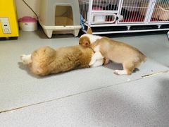 -我爱猫咪·猫咖·狗咖·安哥拉兔·羊驼咖(小寨华旗店)