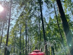 -黄海国家森林公园