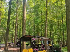 -黄海国家森林公园