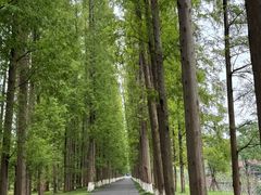 -黄海国家森林公园