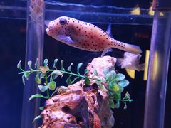 -太平洋海底世界