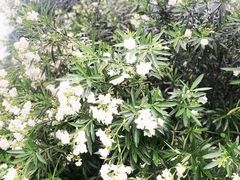 -重庆中央公园(渝北区)