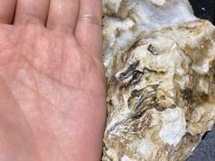 -盛江山自助料理(奥莱锦辉购物广场店)