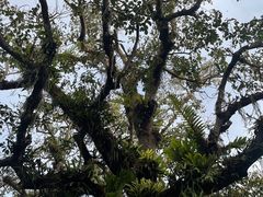 -中国科学院西双版纳热带植物园