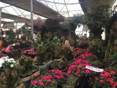 -秦美花卉(天朗·莱茵小城2期店)