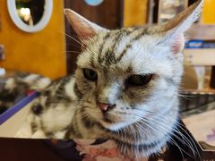 -猫猫幼稚园·撸猫·桌游·电玩