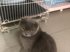 -我爱猫咪·猫咖·狗咖·安哥拉兔·羊驼咖(小寨华旗店)
