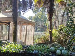 -野蔓果·山野菜(西湖景区·龙井茶田店)