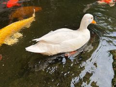 -顺德渔村·岭南一号