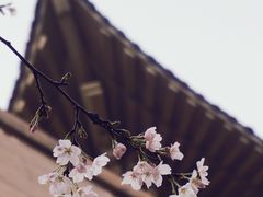 -武汉大学-樱园
