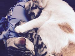 -北京赛佳动物医院