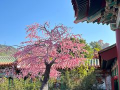 -珠海圆明新园