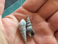 -红树林天天赶海