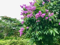 -中国科学院华南植物园