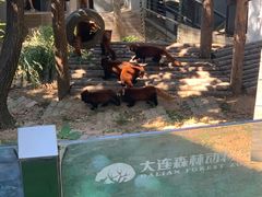 -大连森林动物园